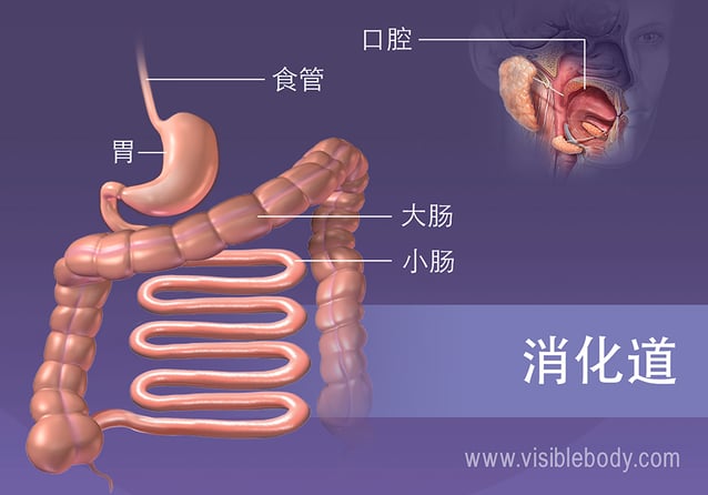 消化道的结构